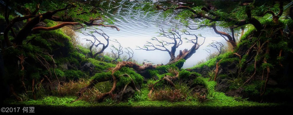 aquascaping-driftwood-planted-tank-14