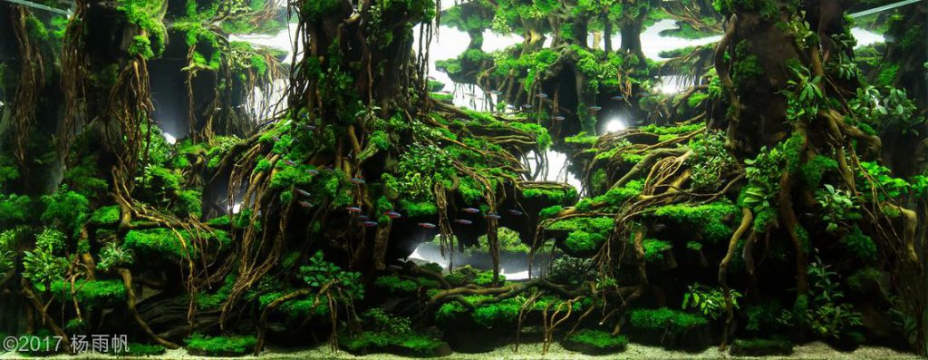 aquascaping-driftwood-planted-tank-15