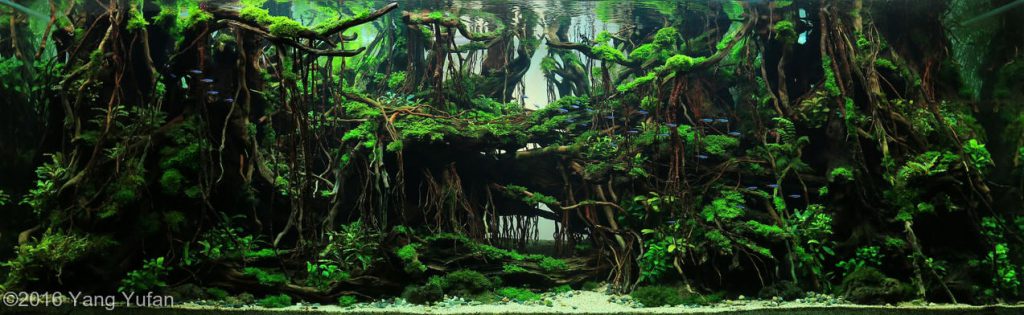 aquascaping-driftwood-planted-tank-23