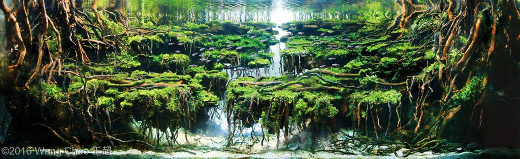 aquascaping-driftwood-planted-tank-25