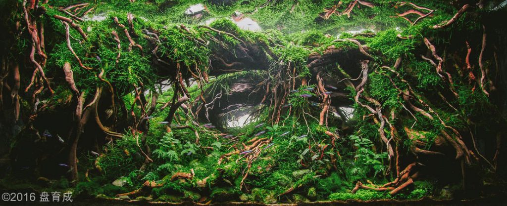 aquascaping-driftwood-planted-tank-28
