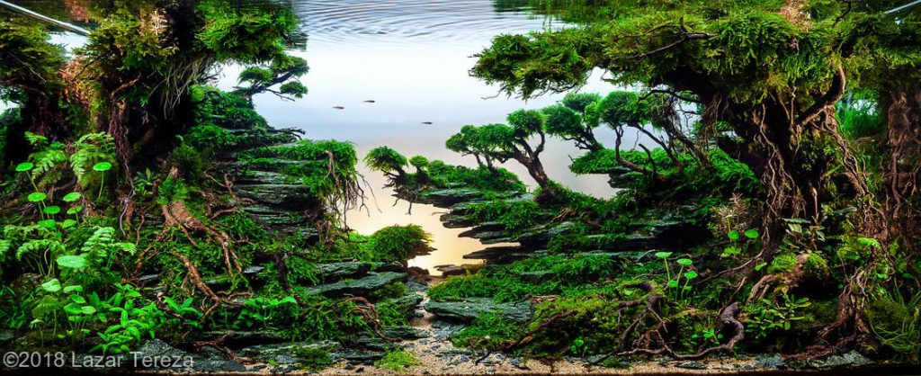 aquascaping-driftwood-planted-tank-3