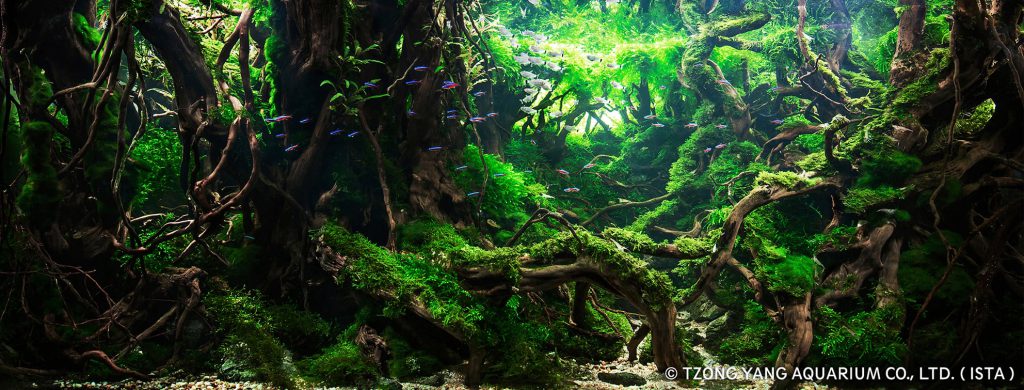 aquatic-moss-aquascaping-5