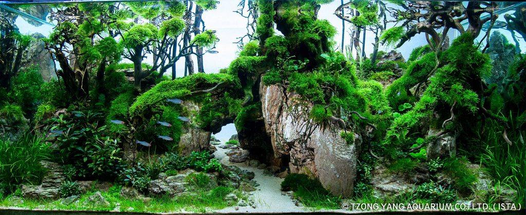 aquatic-moss-aquascaping