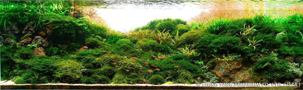 aquatic-moss-aquascaping-5