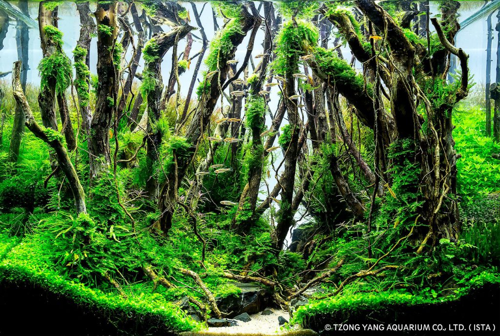 aquatic-moss-aquascaping-5