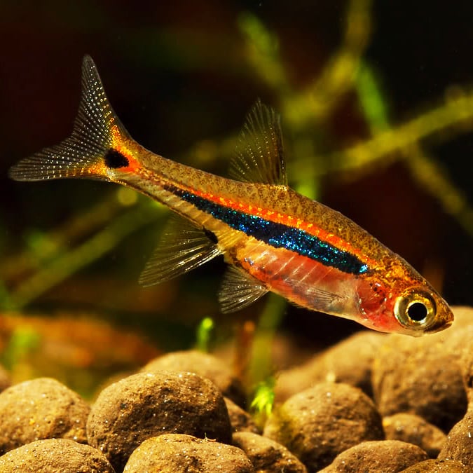 Boraras urophthalmoides